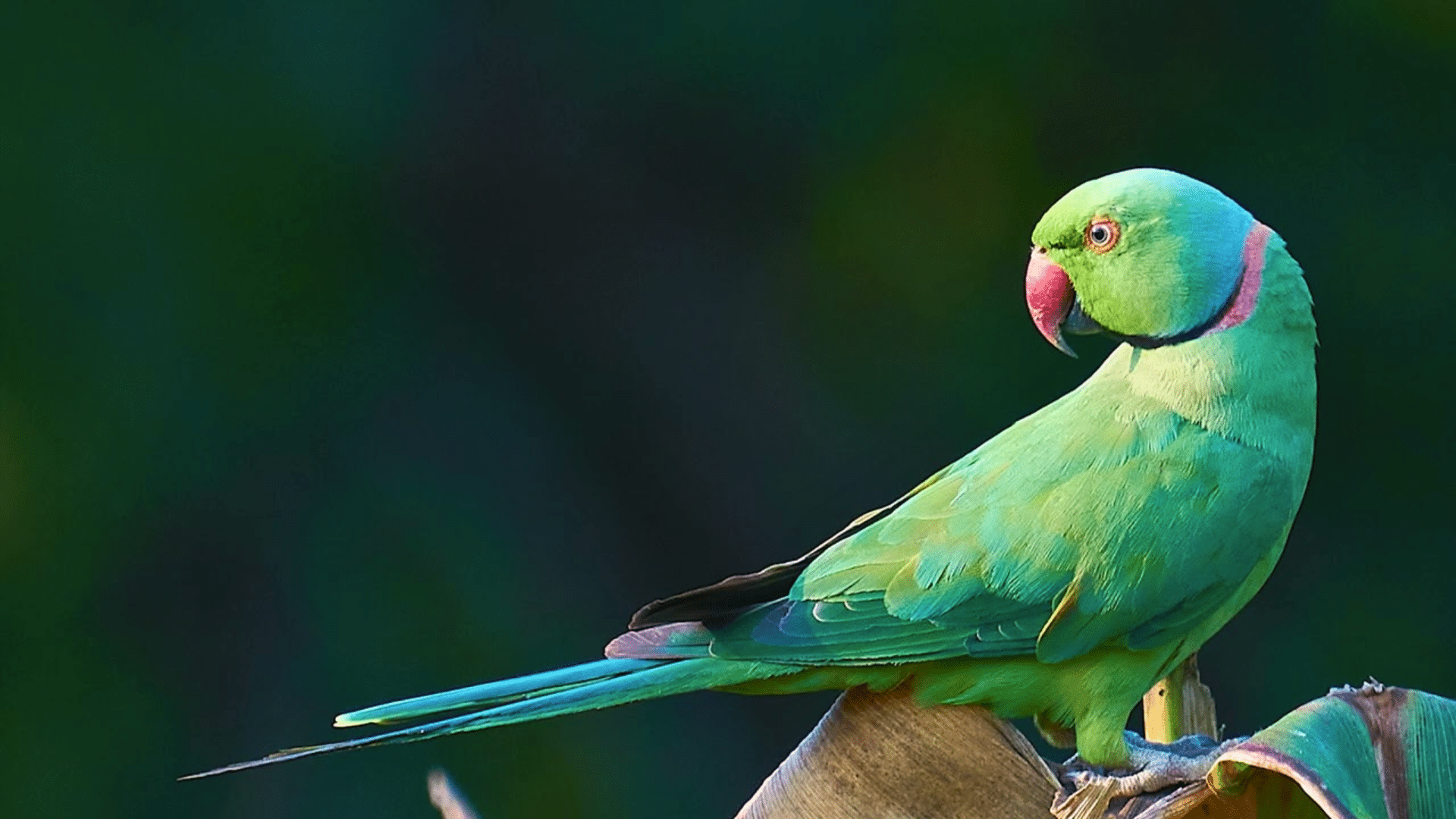 Indian Ringneck Parrot