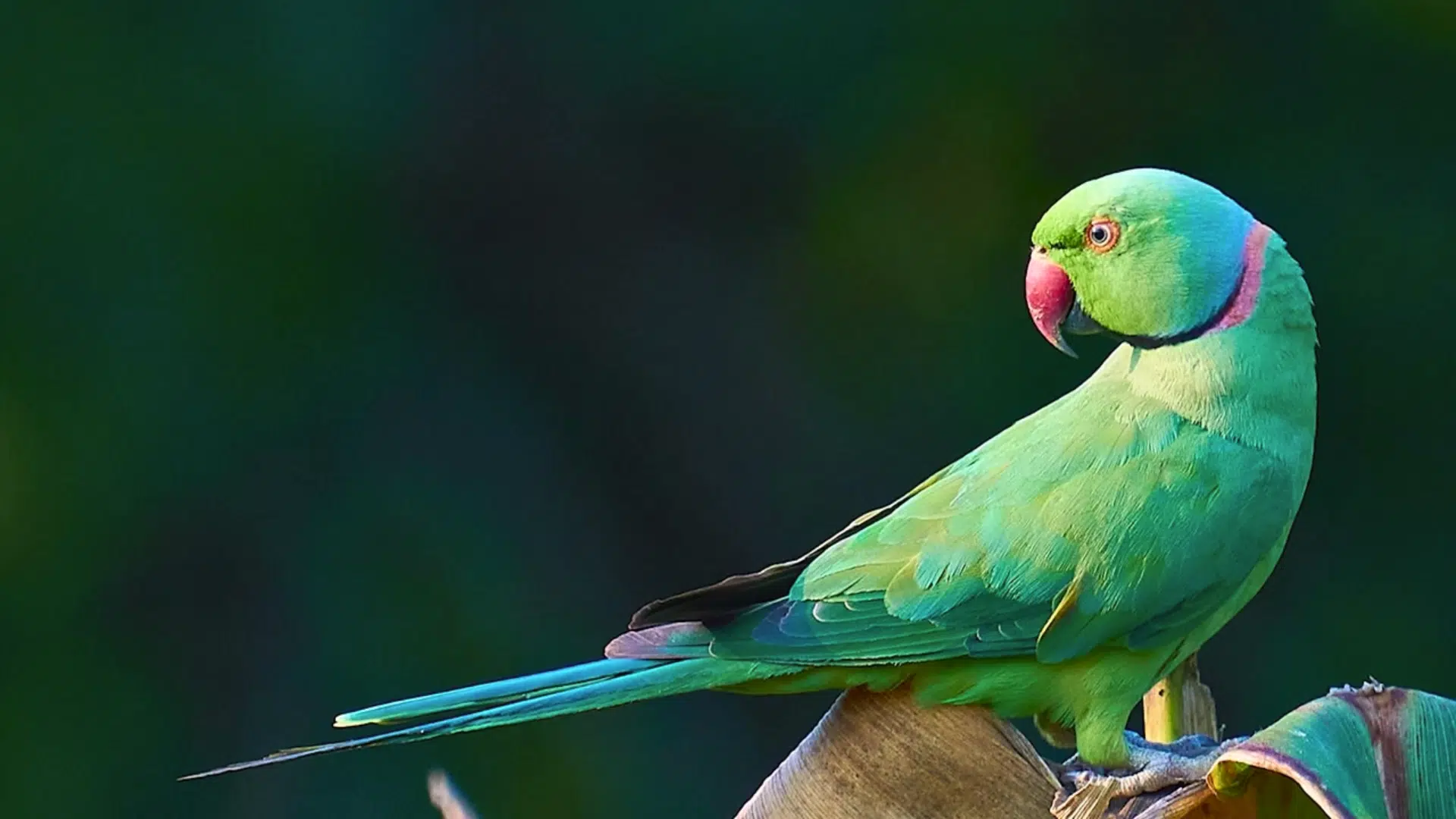 Indian Ringneck Parrot