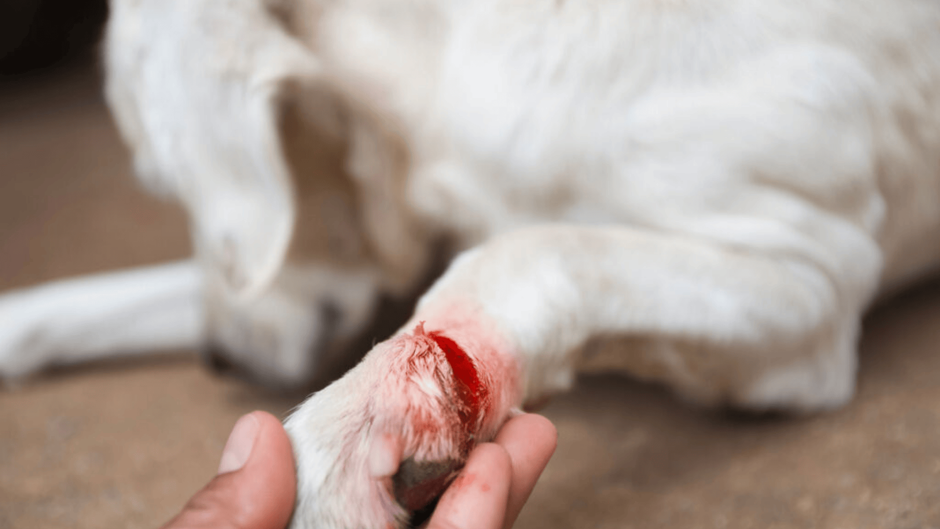 Open Cuts and Abrasions