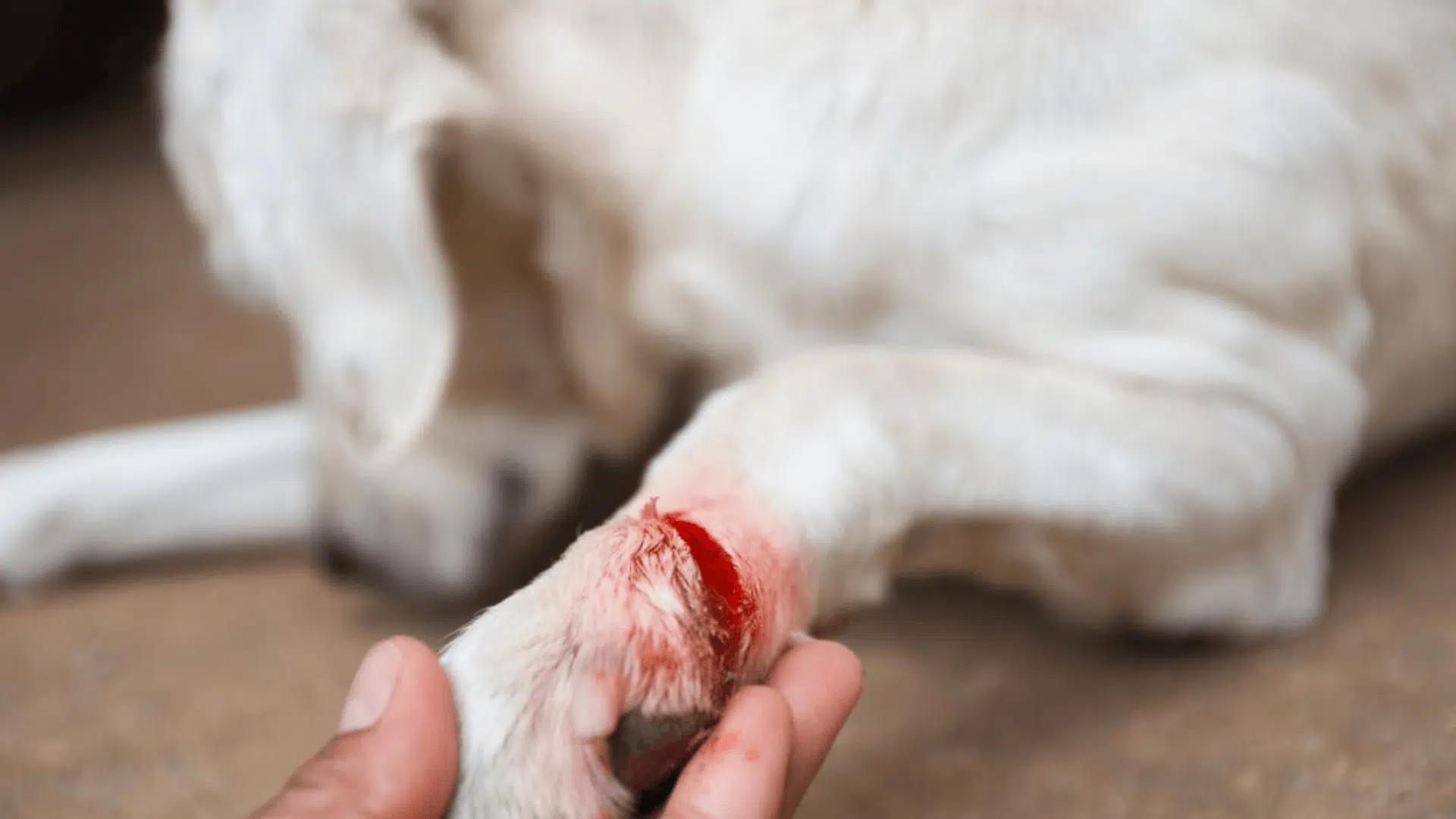 Open Cuts and Abrasions