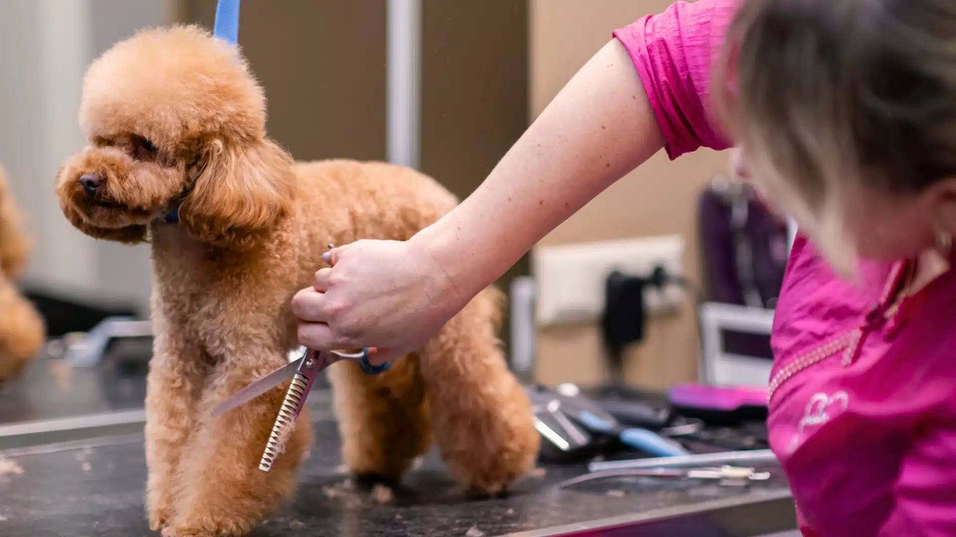 Poodle being groomed with scissors at a pet salon while a groomer trims its curly coat on a grooming table