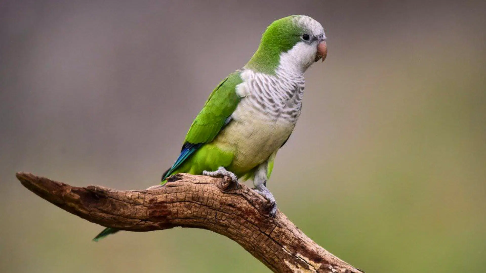 Quaker Parrot