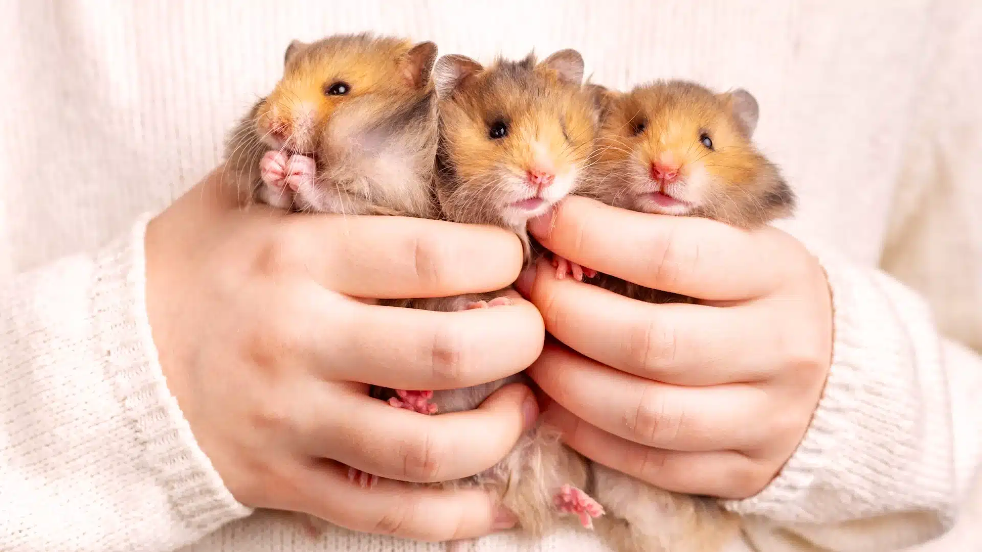 Three small hamsters held gently in hands, showing soft fur, tiny paws, and curious expressions close up