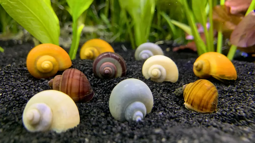 Various mystery snail shells on aquarium substrate with green plants, showing different colors and patterns in tank setup