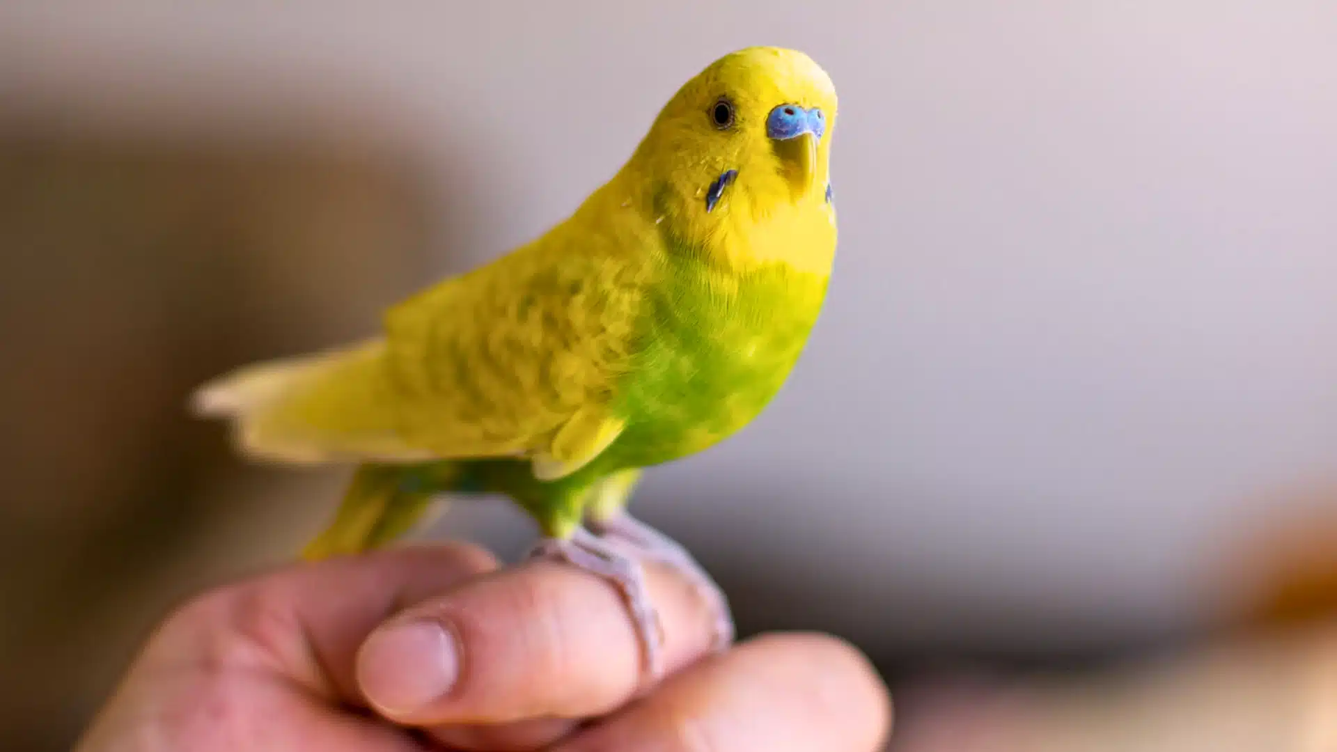 Yellow and green parakeet sitting on a human finger indoors, showing close bond between pet bird and owner