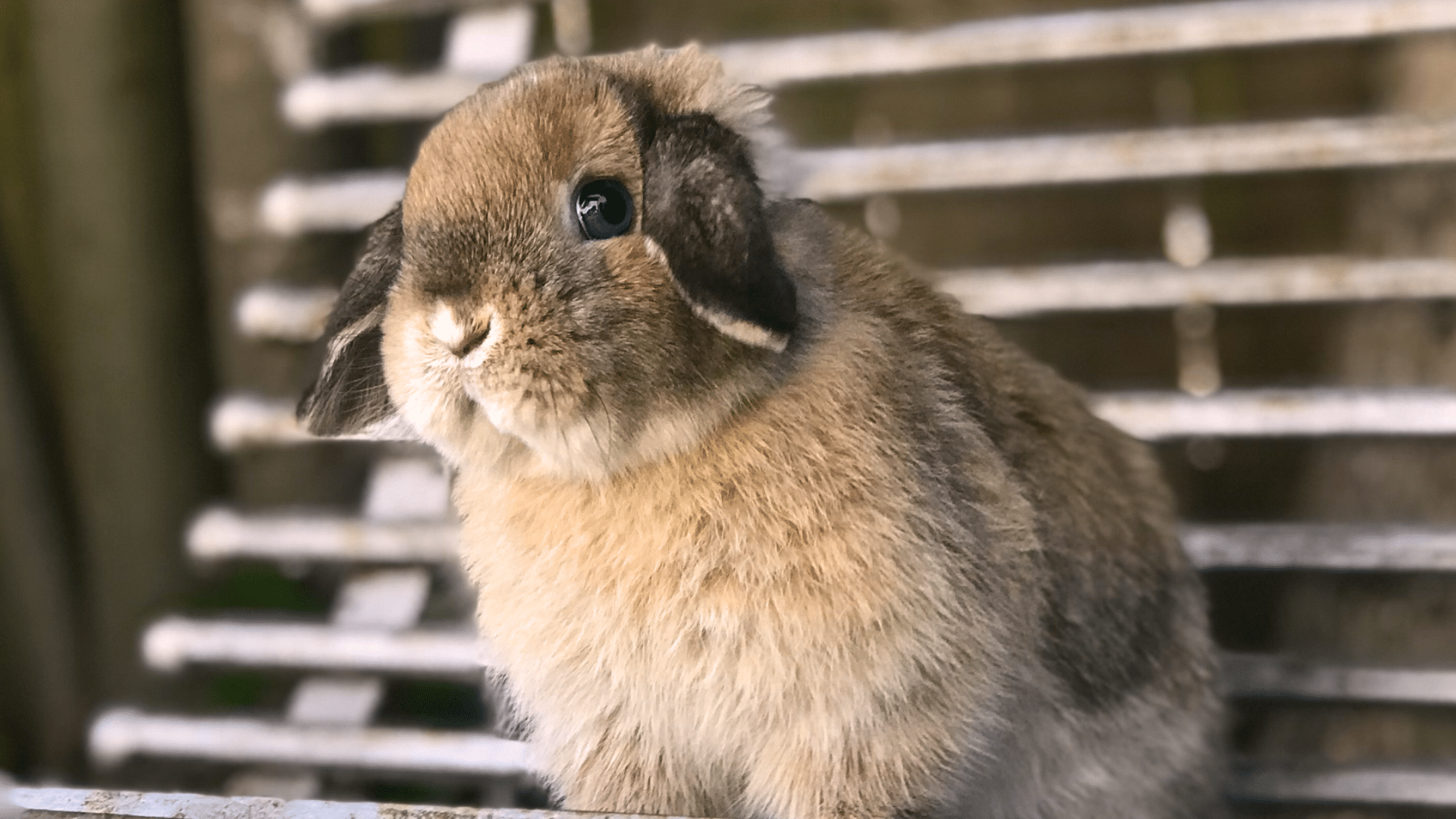 are bunnies good pets