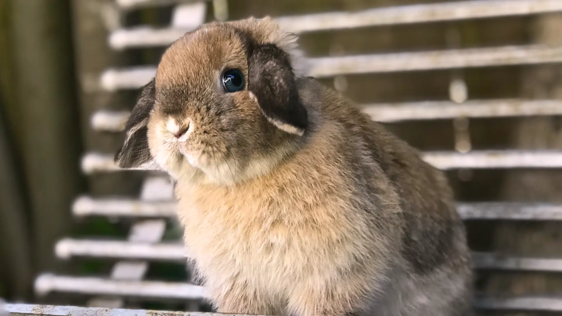 are bunnies good pets