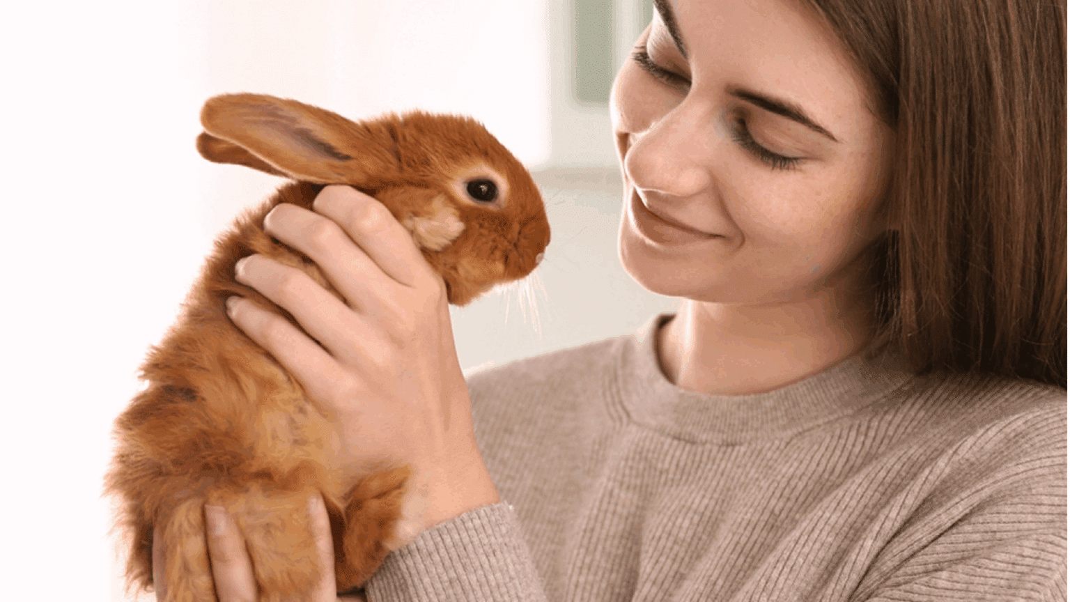 Are Bunnies Good Pets The Pros And Cons Explained Gomine Official 1536x864 