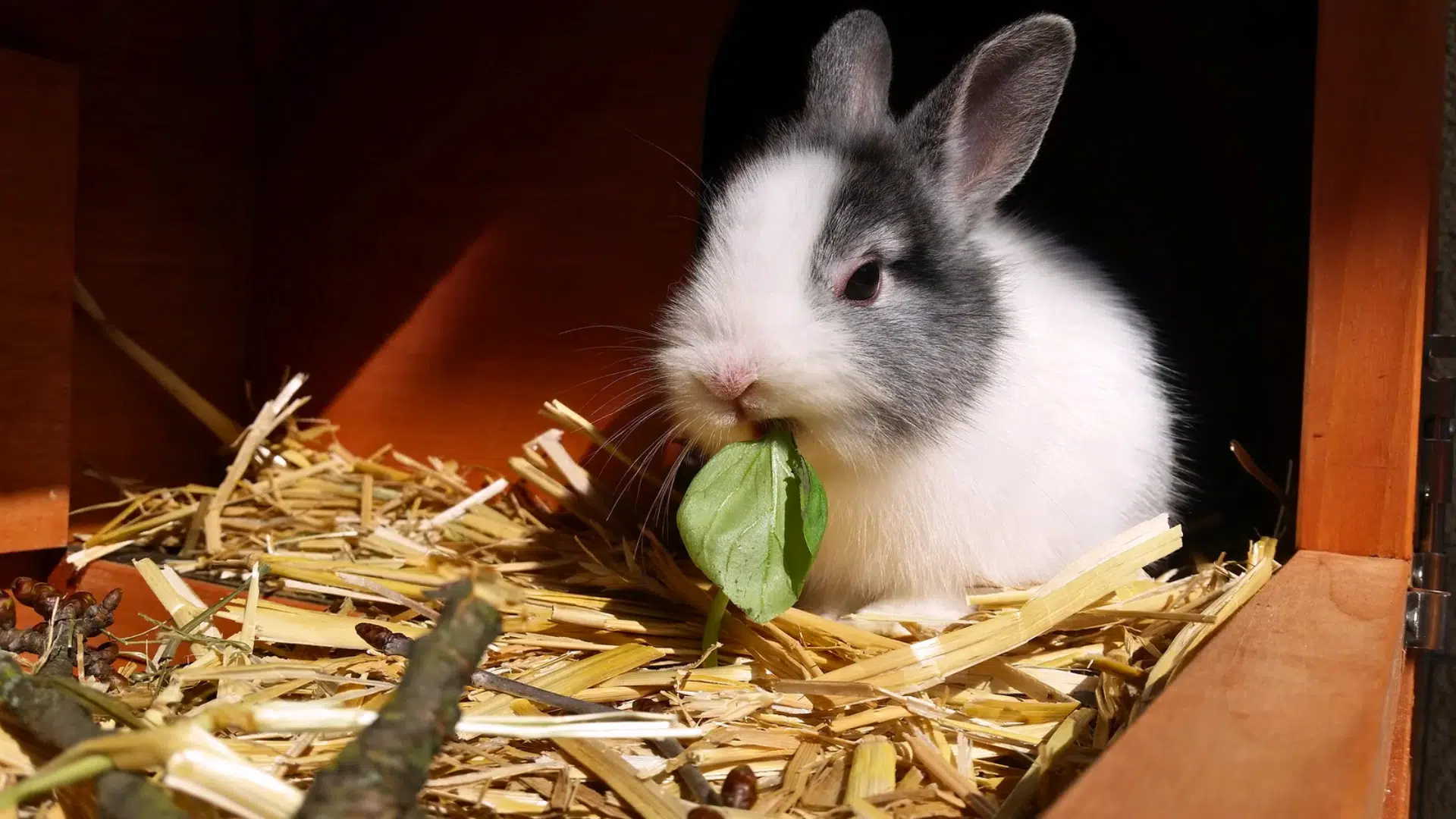 best bedding for rabbits
