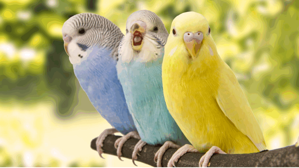 best parrots for pets featured image
