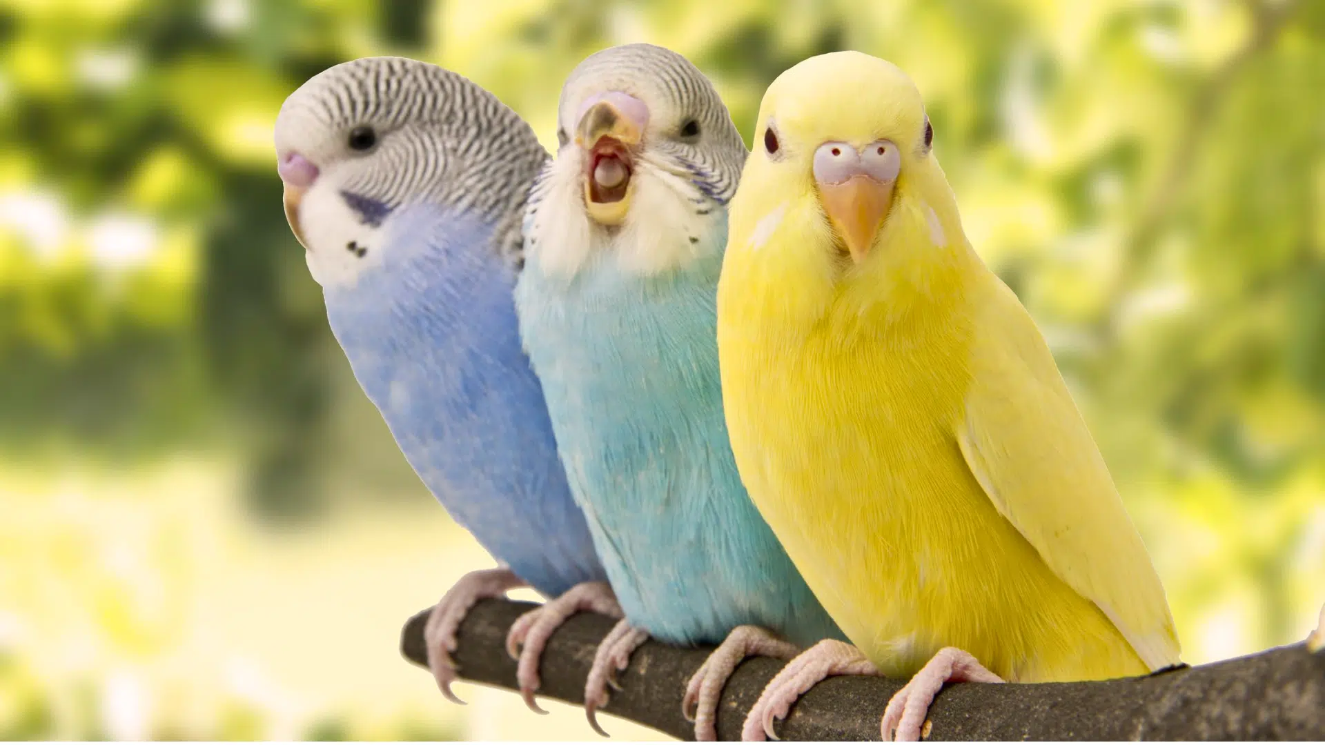 best parrots for pets featured image