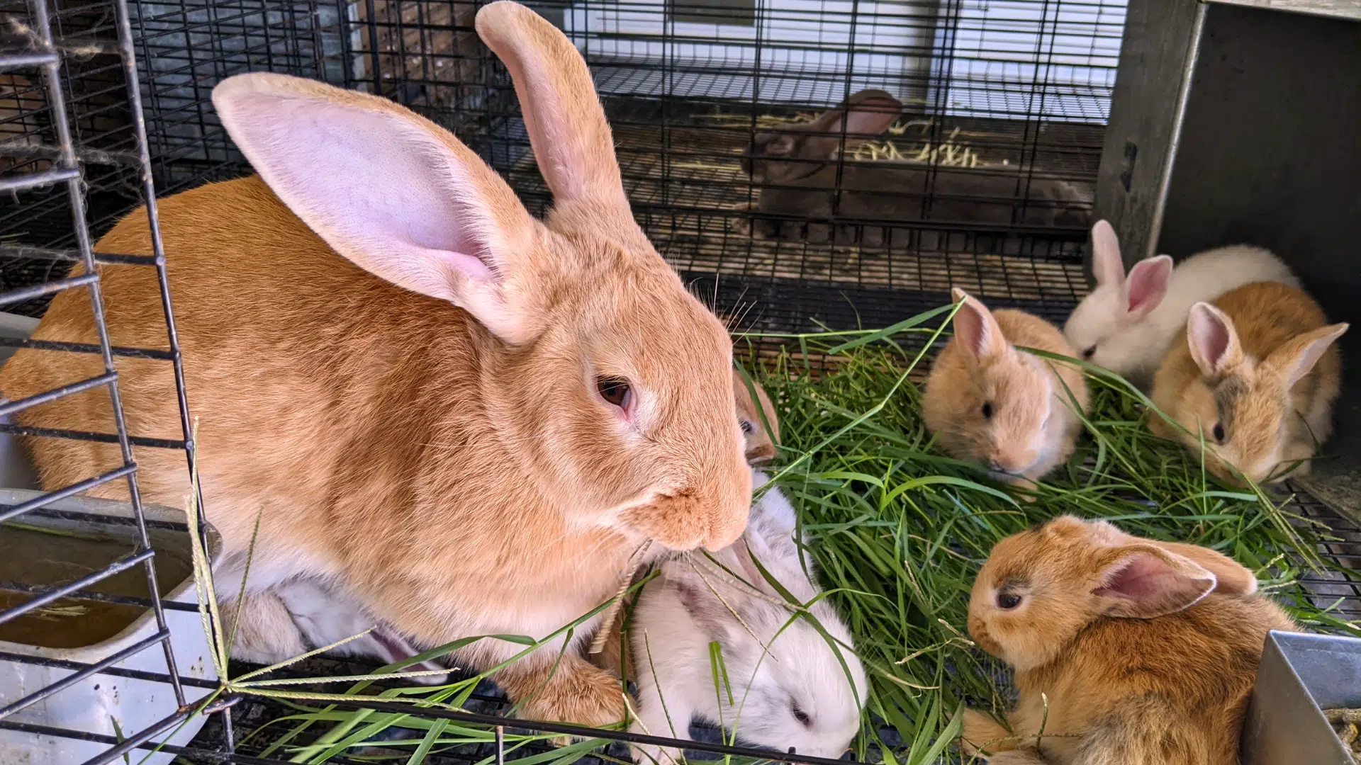 Adult rabbit with baby bunnies eating fresh green grass inside cage, showing feeding behavior and group interaction.webp