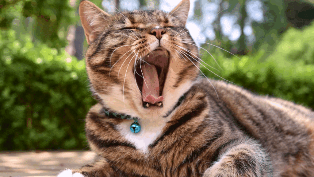 cat bad breath featured image