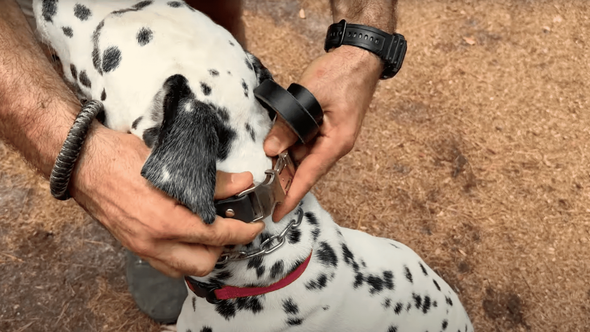 choose the right collar and fit it properly