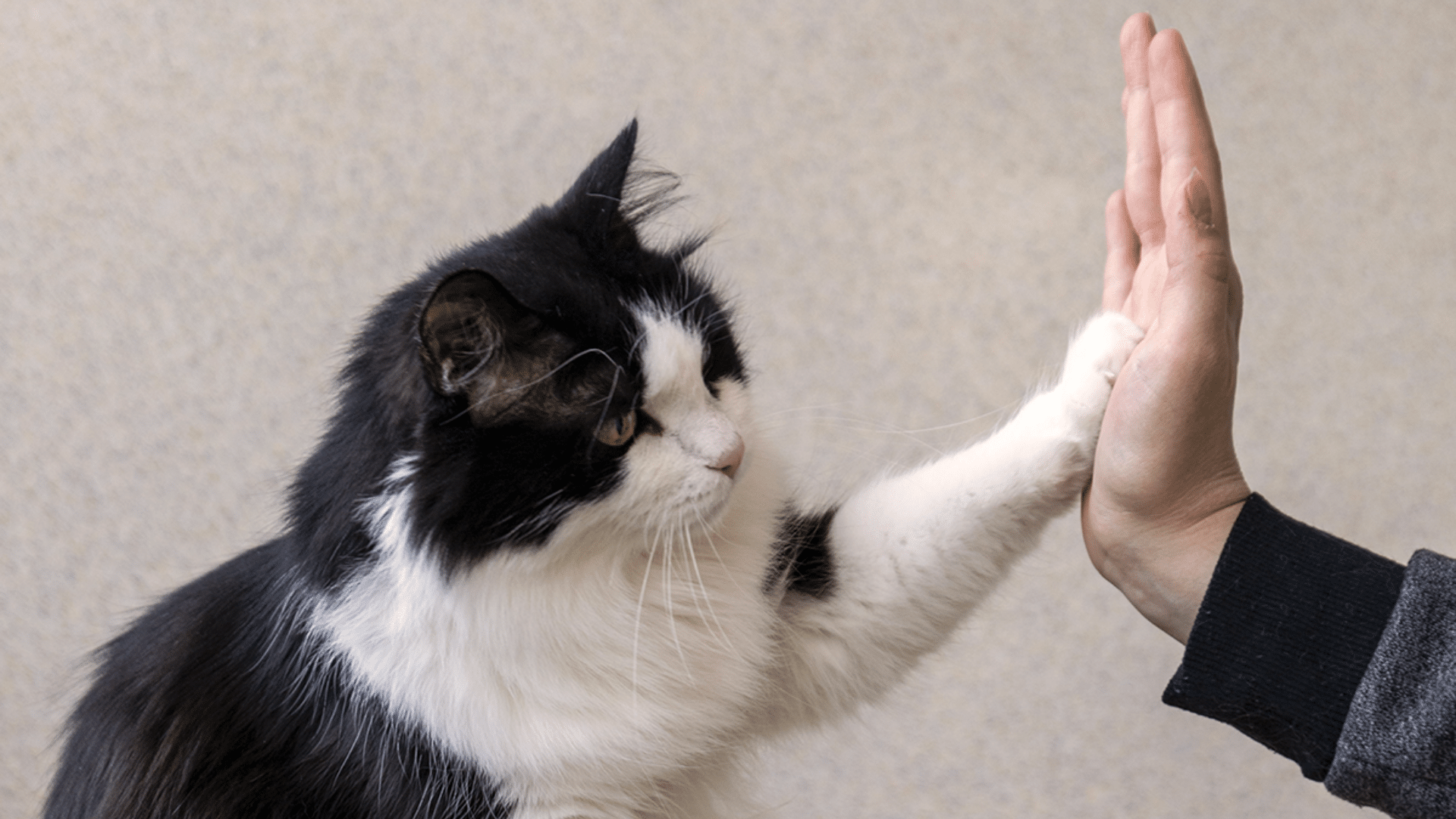 Advanced Clicker Training Ideas for Smart Cats