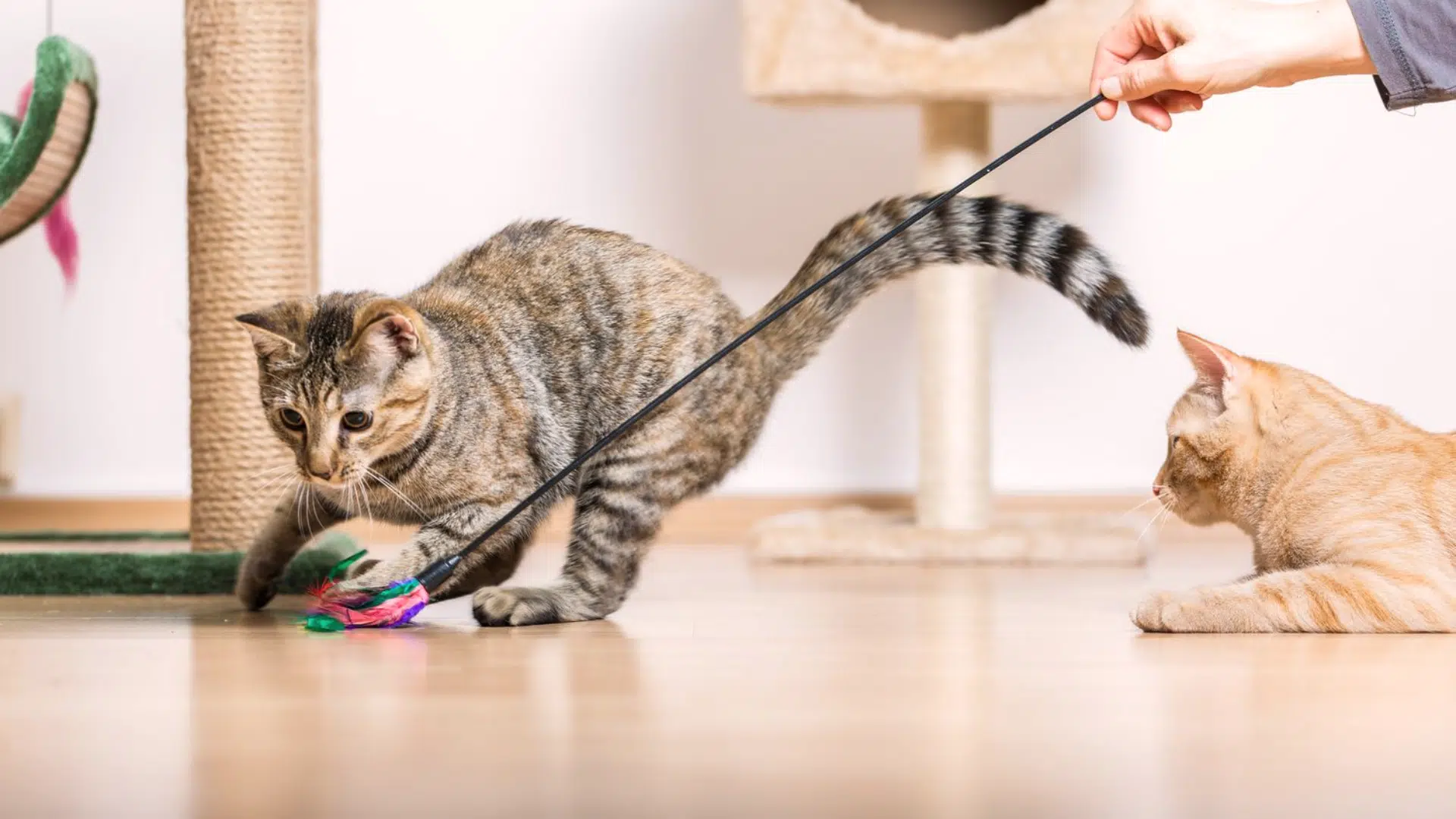 clicker training for cats