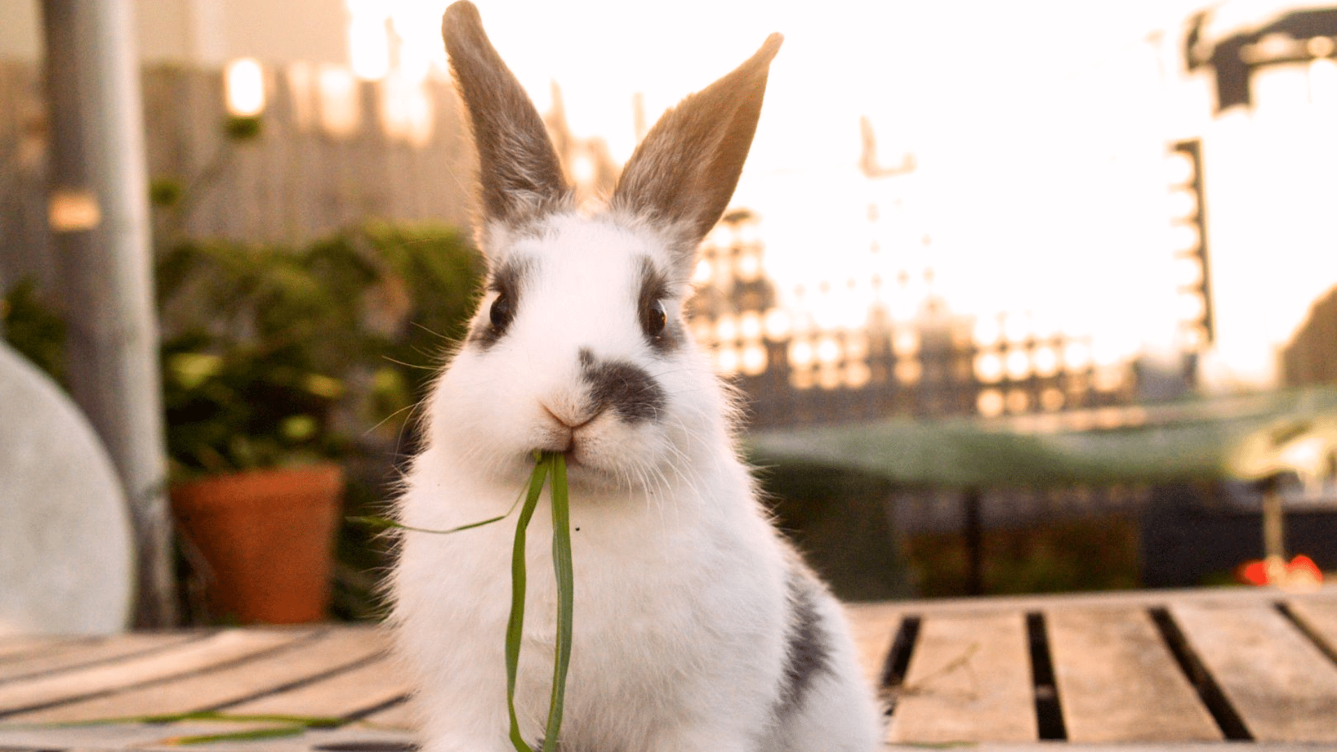 do rabbits hibernate