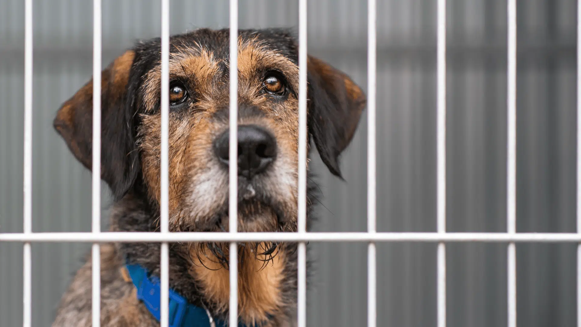 dog crying in crate