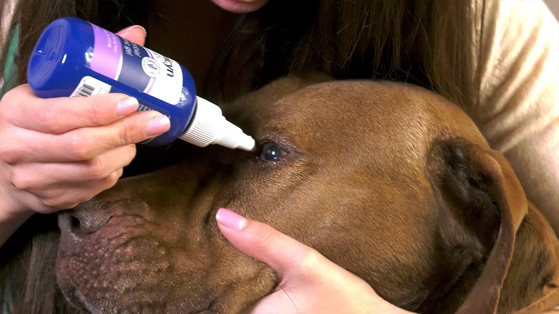 dog eye infection symptoms (1)