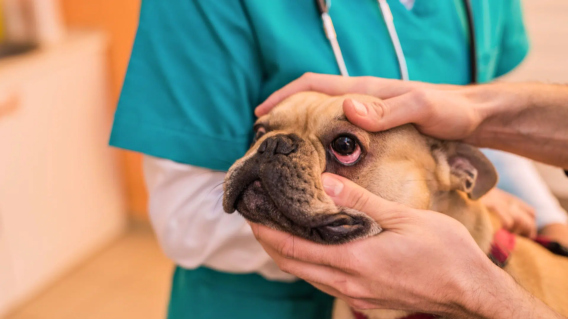 dog eye infection symptoms