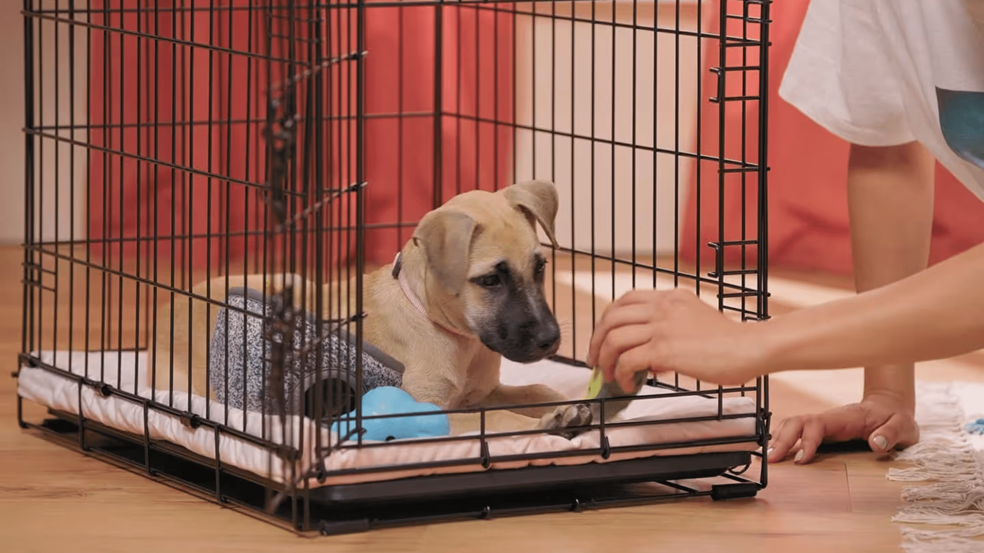 dog separation anxiety crate
