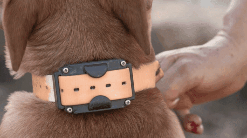 dog shock collar training step by step tips for beginners