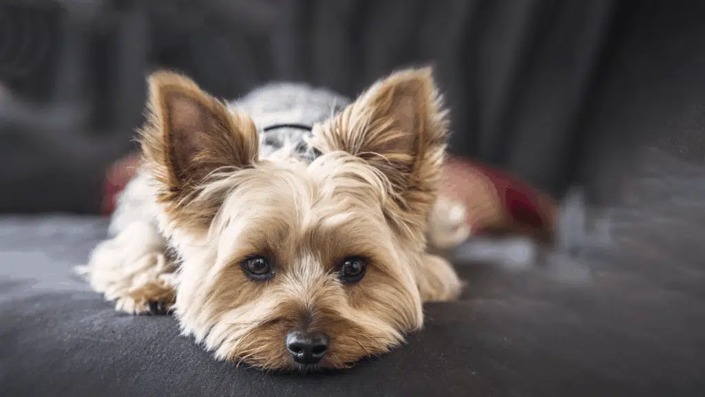 dog eye infection symptoms featured image