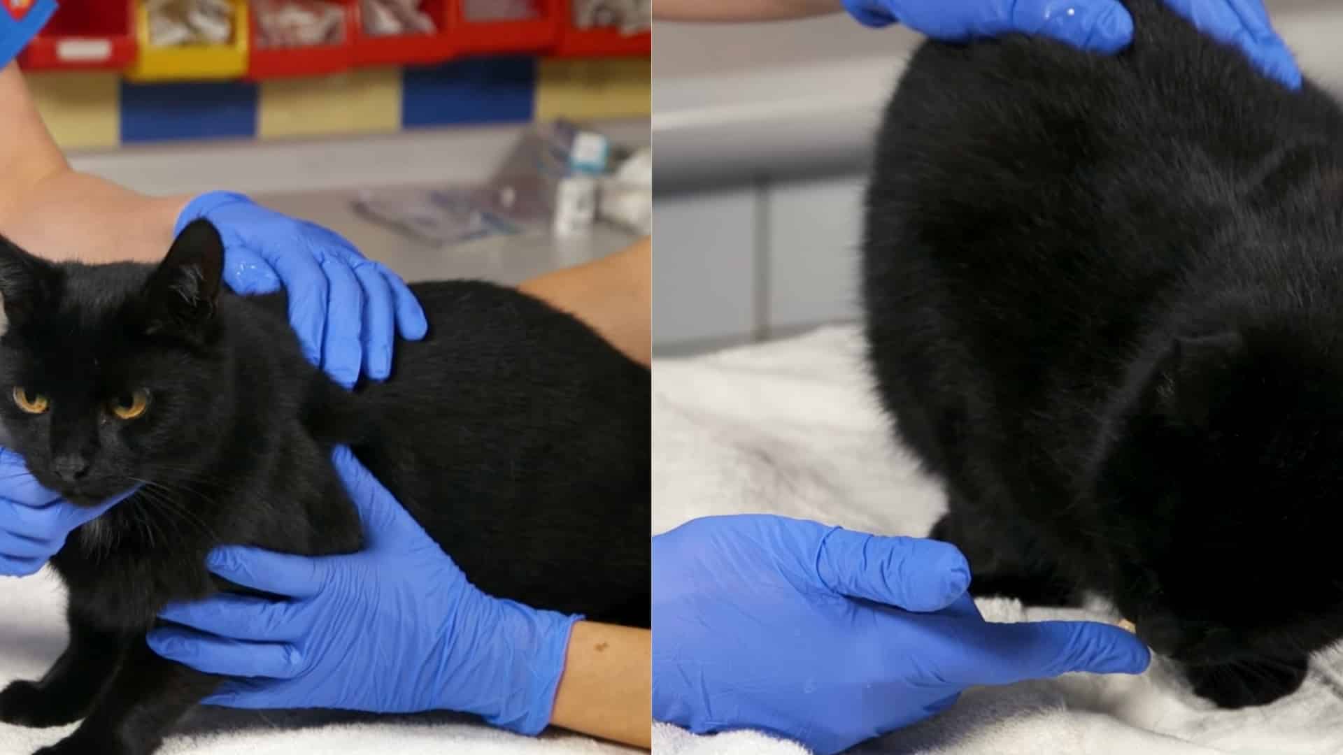 get your cat comfortable