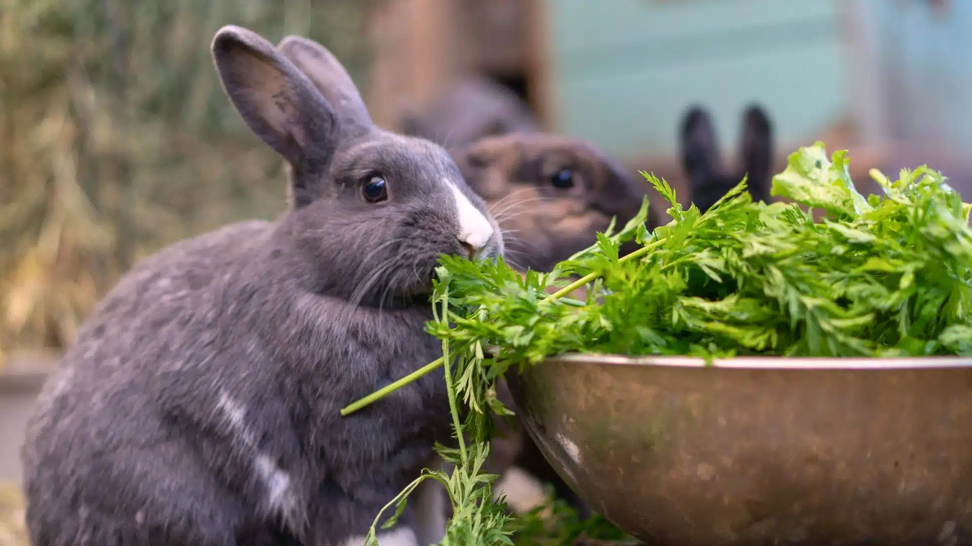 what do wild rabbits eat