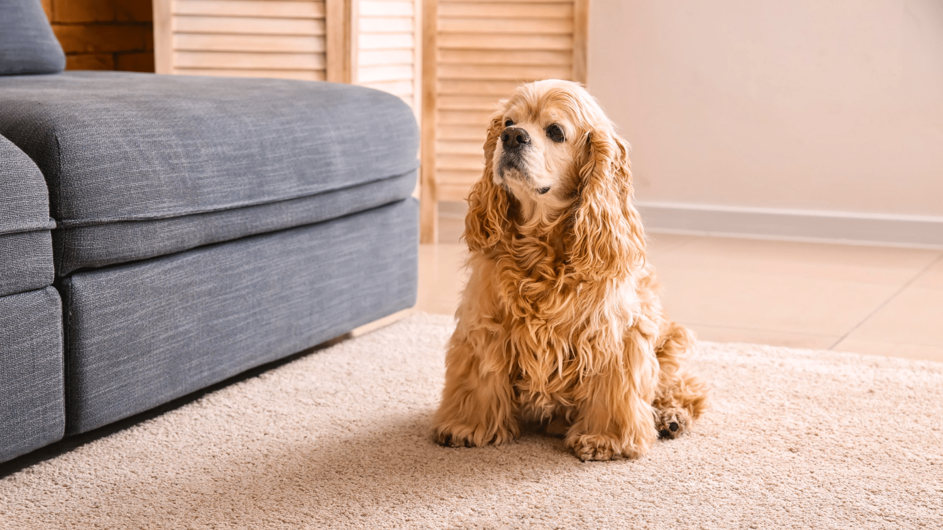 how long does it take to house train a puppy