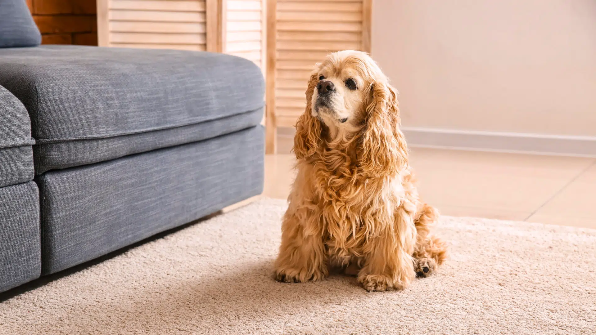 how long does it take to house train a puppy