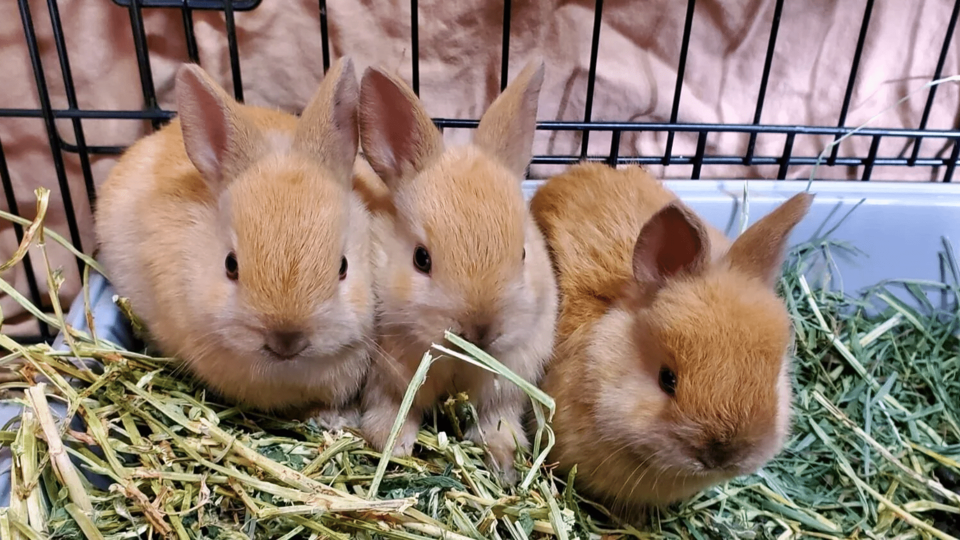 how to care for baby bunnies