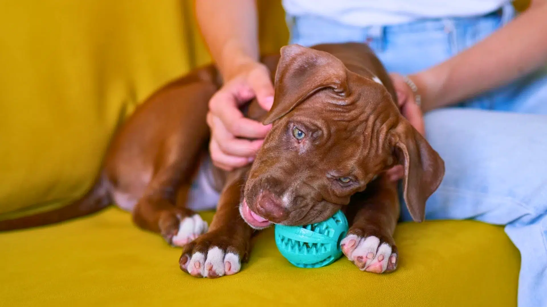how to help a teething puppy