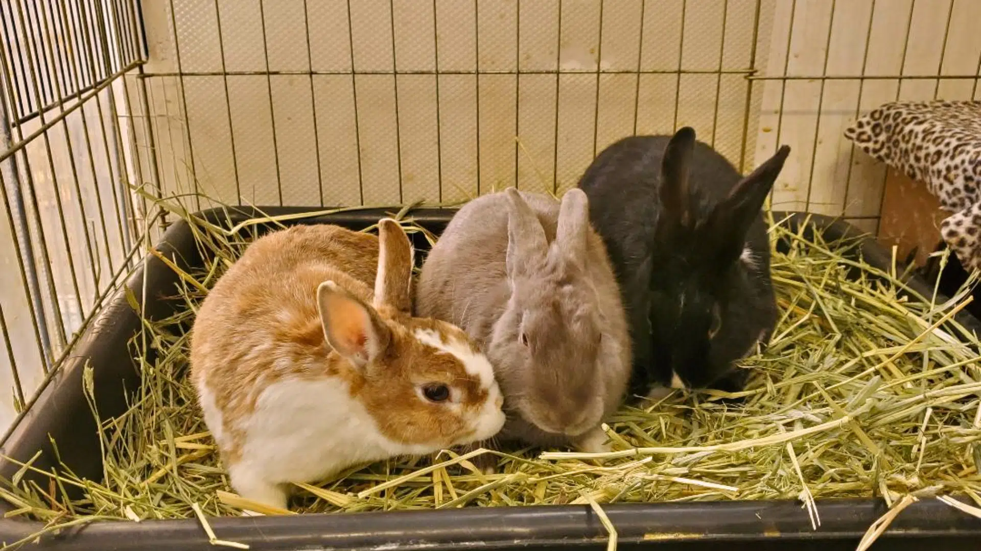 how to litter train a rabbit