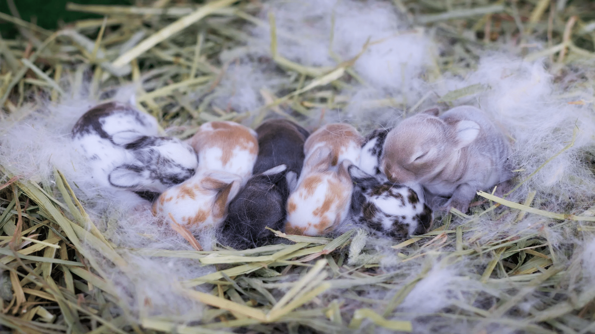 how to care for baby bunnies featured image