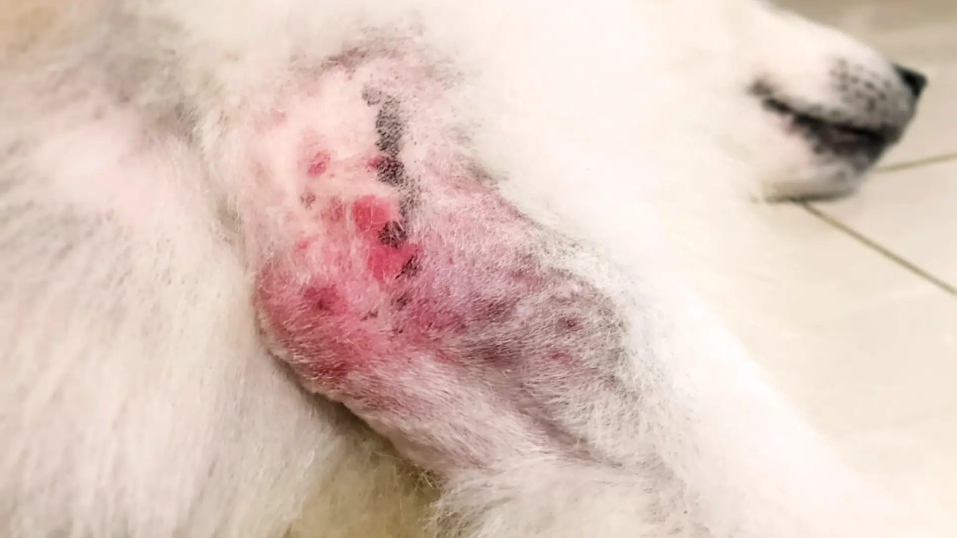 infected dog wound