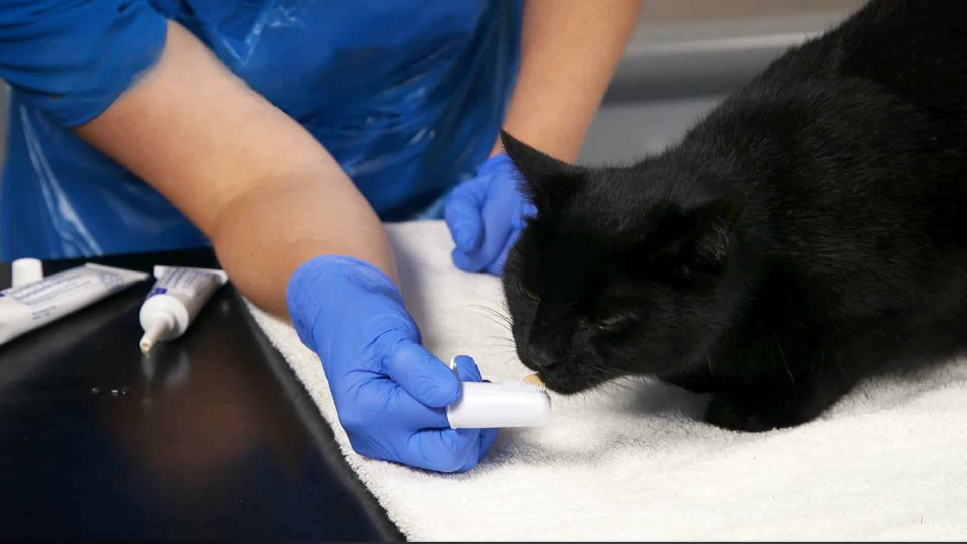 introduce the toothbrush