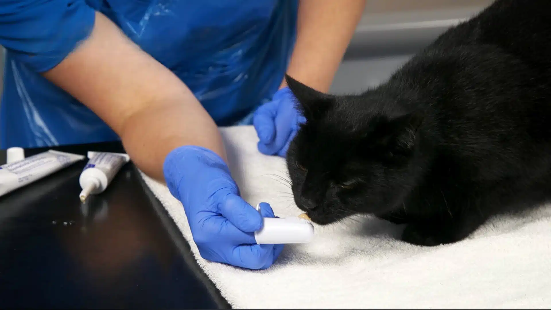 introduce the toothbrush