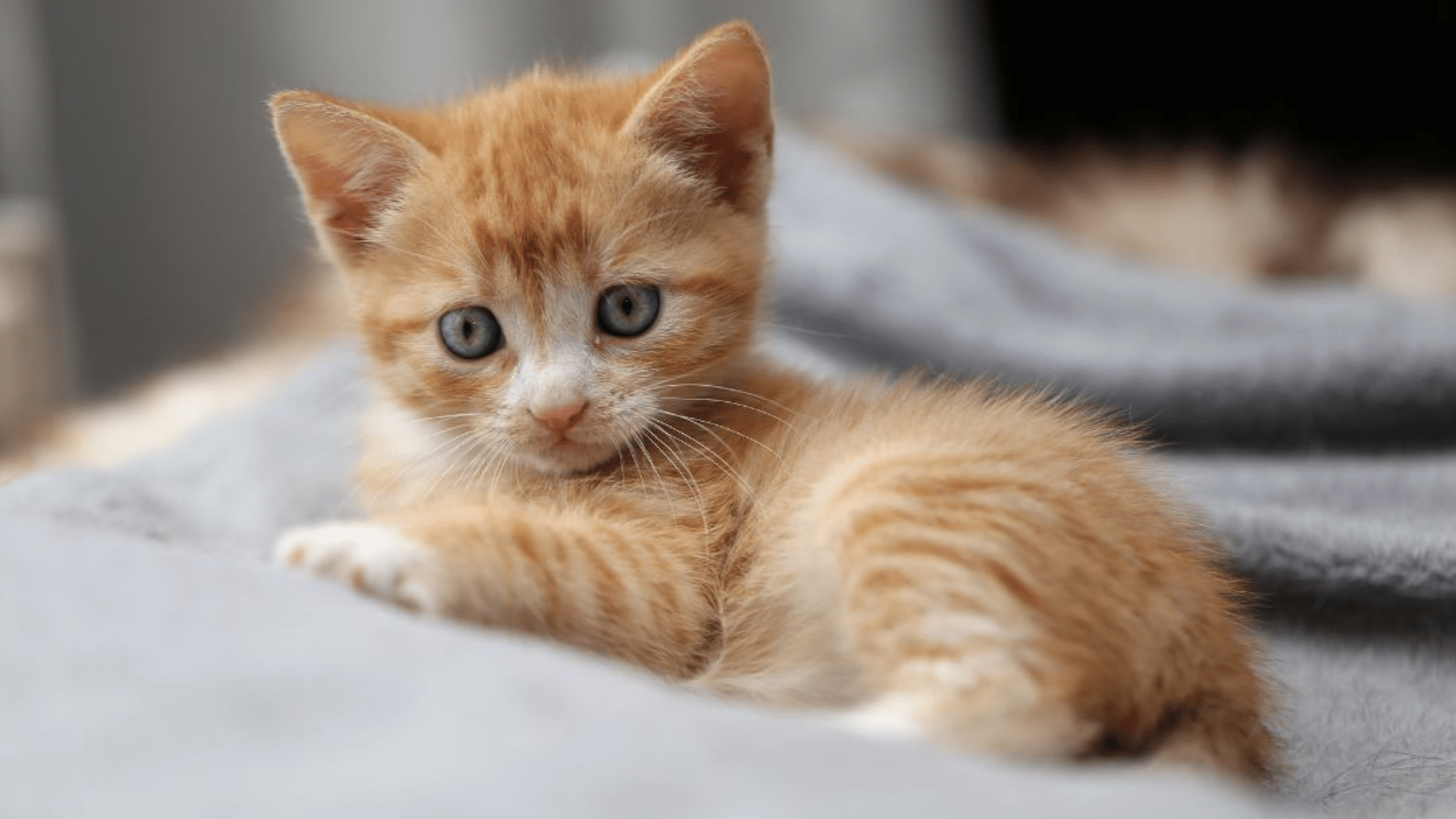 kitten vaccine schedule