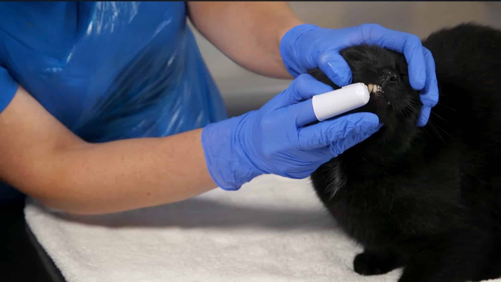 let them feel the brush