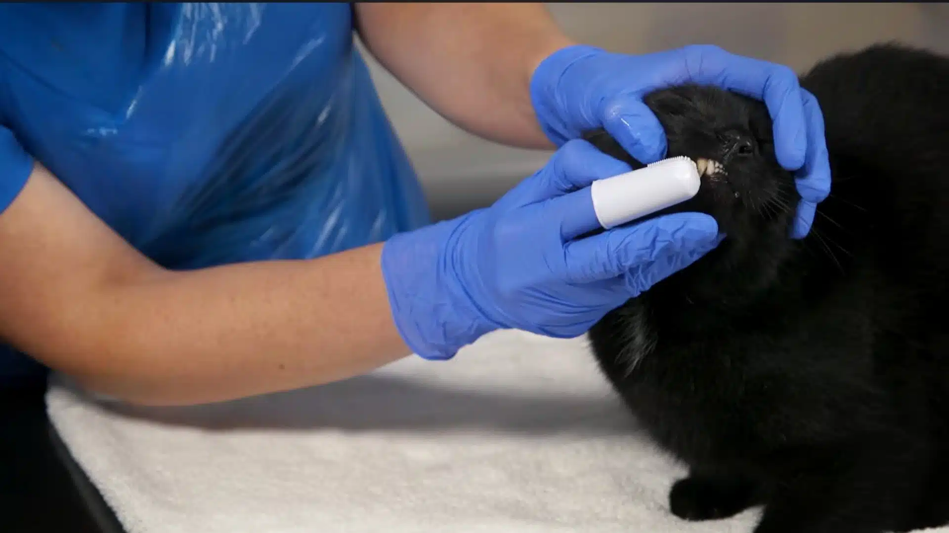 let them feel the brush