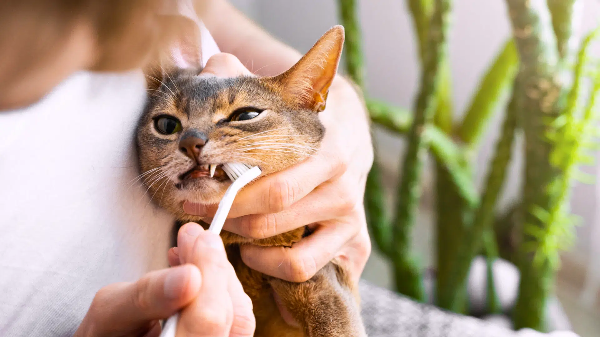 my cat has bad breath