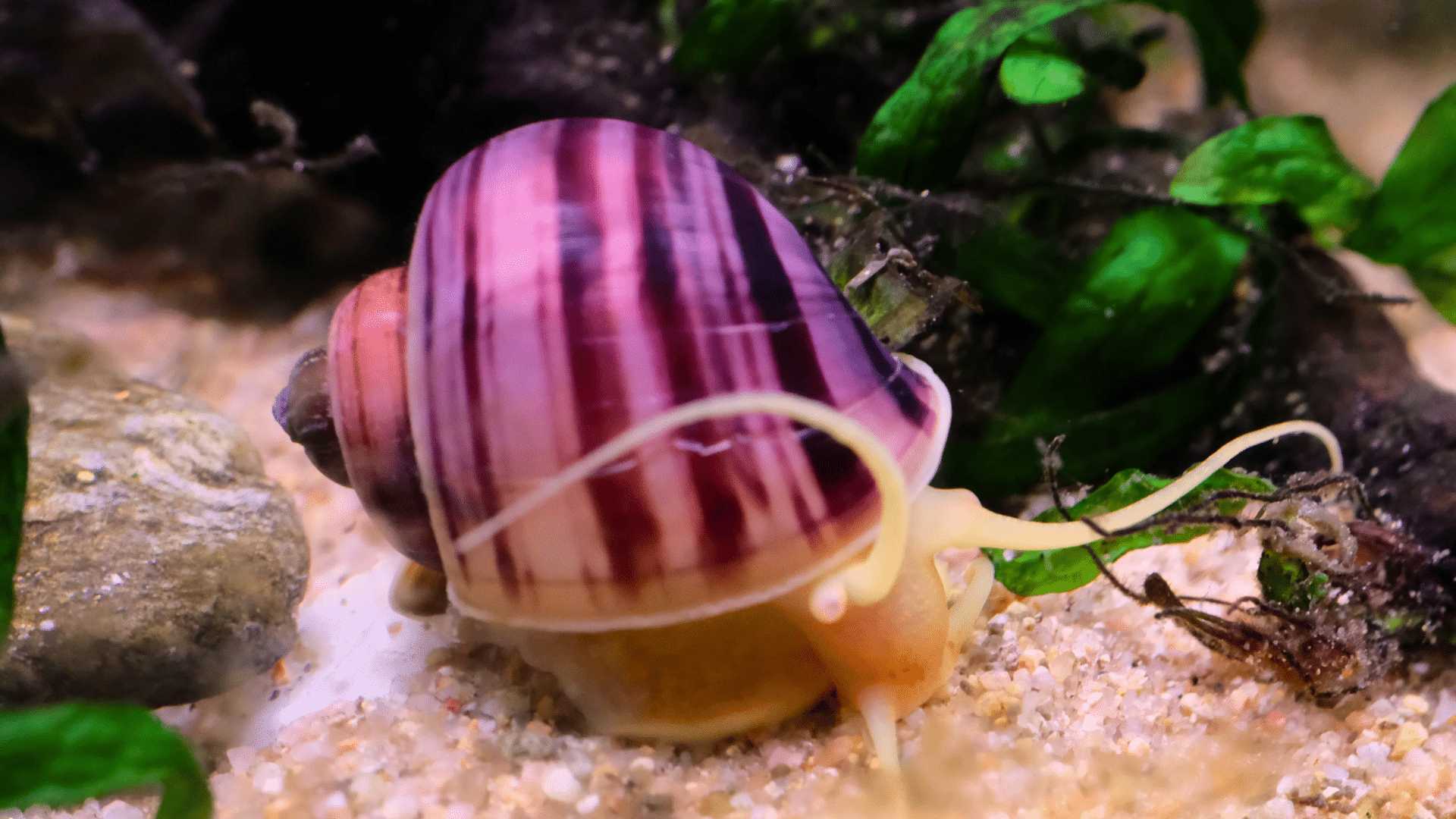 mystery snail