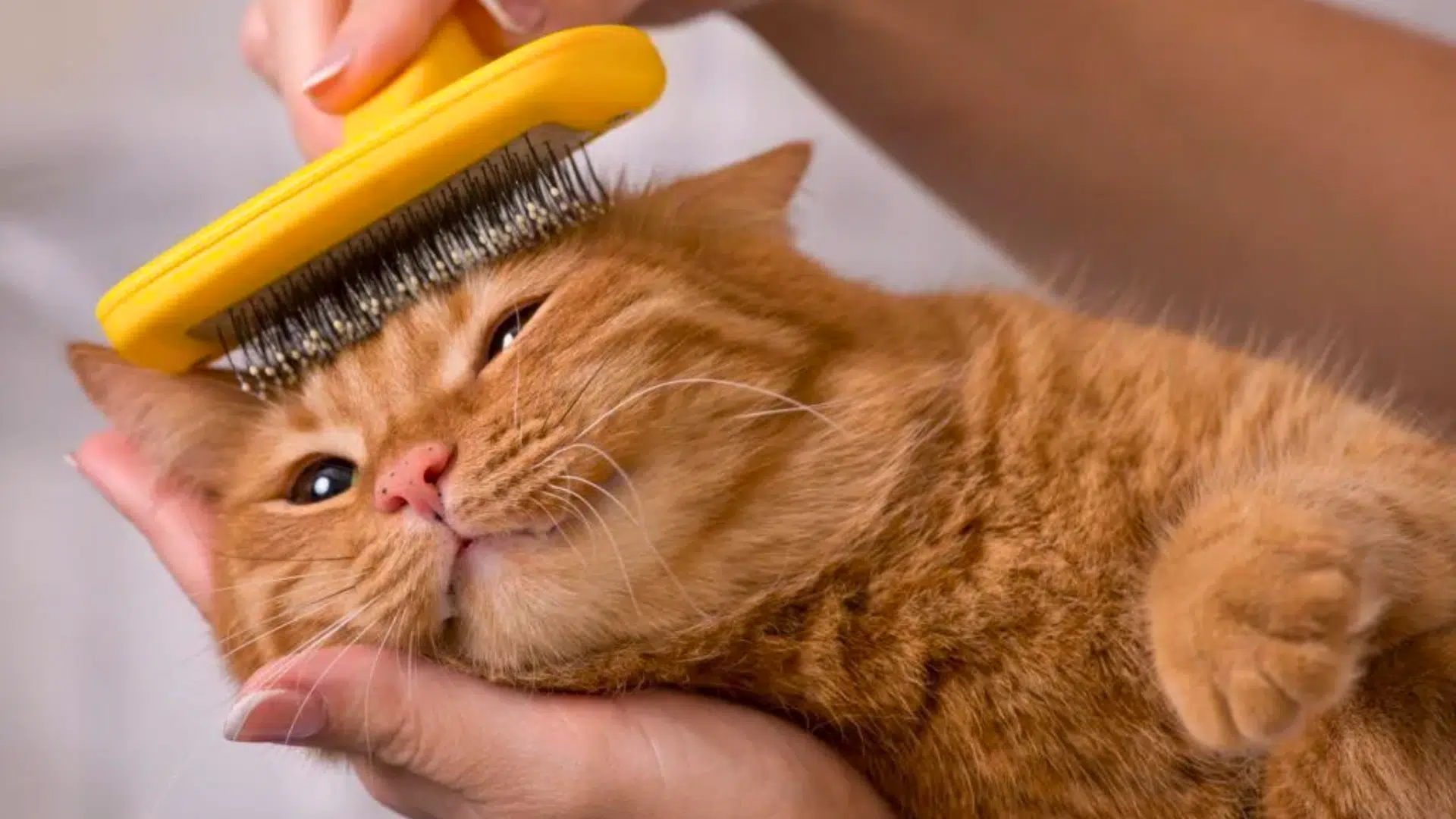 pet care advice