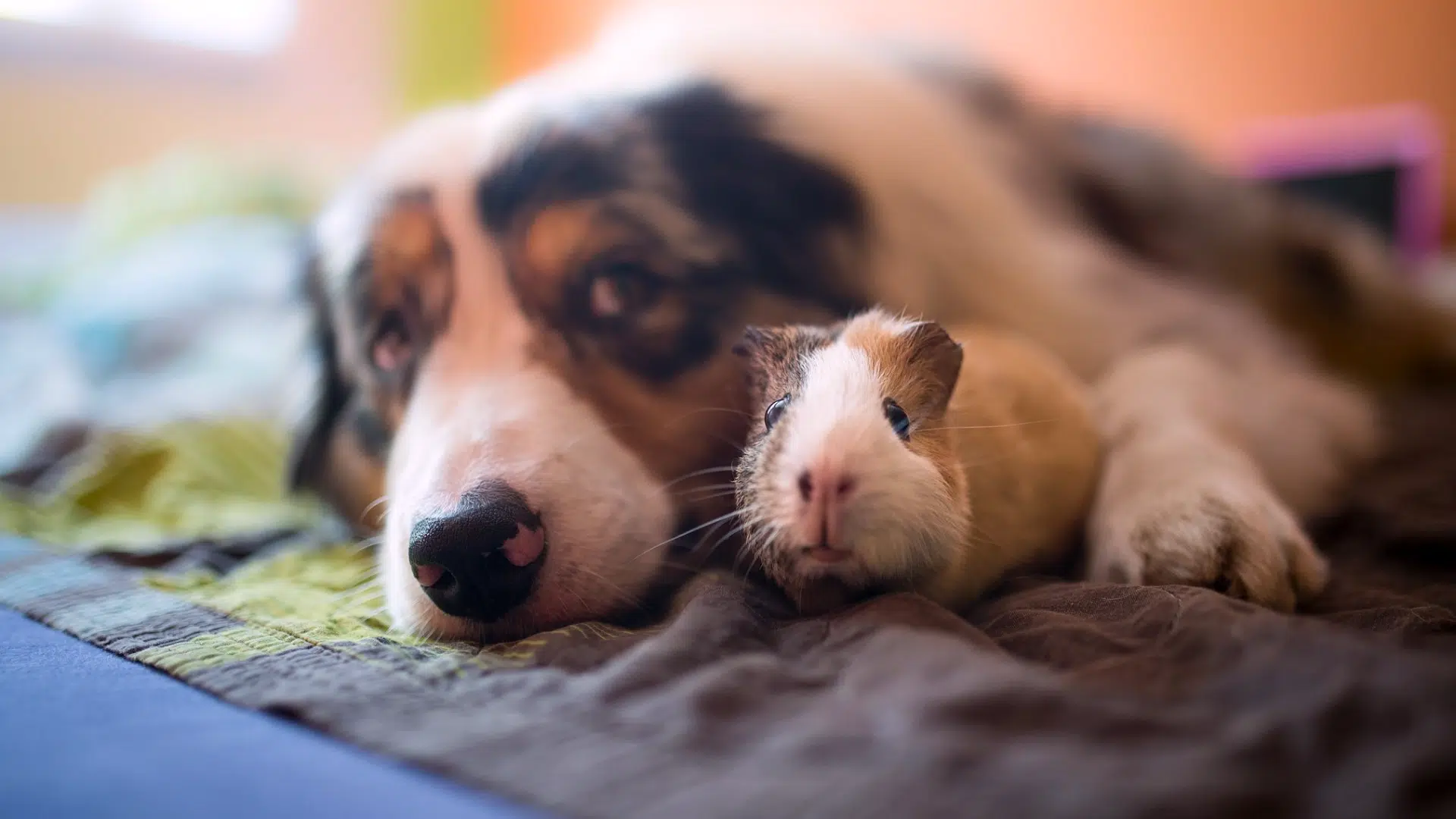 pet care advice