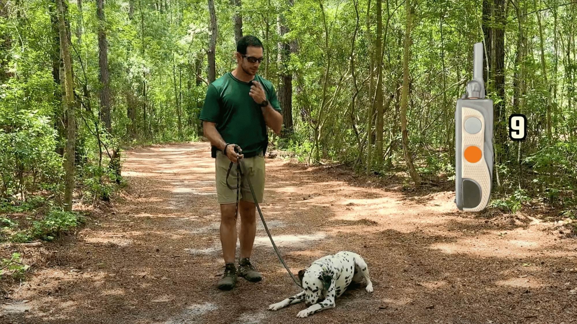 practice sit down and heel