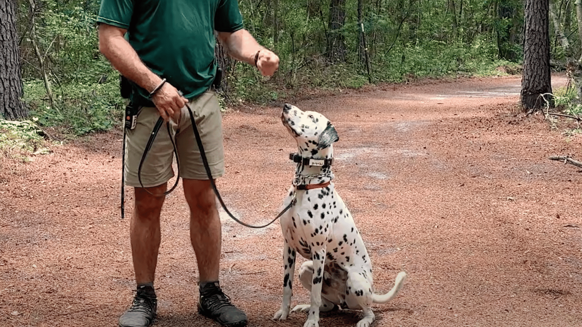 prepare your dog with basic training