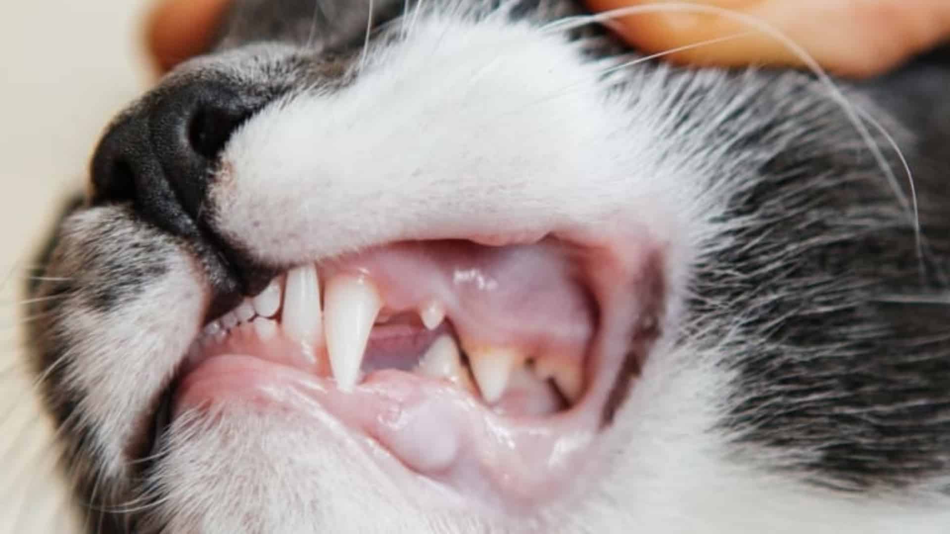 preventing dental issues in cats