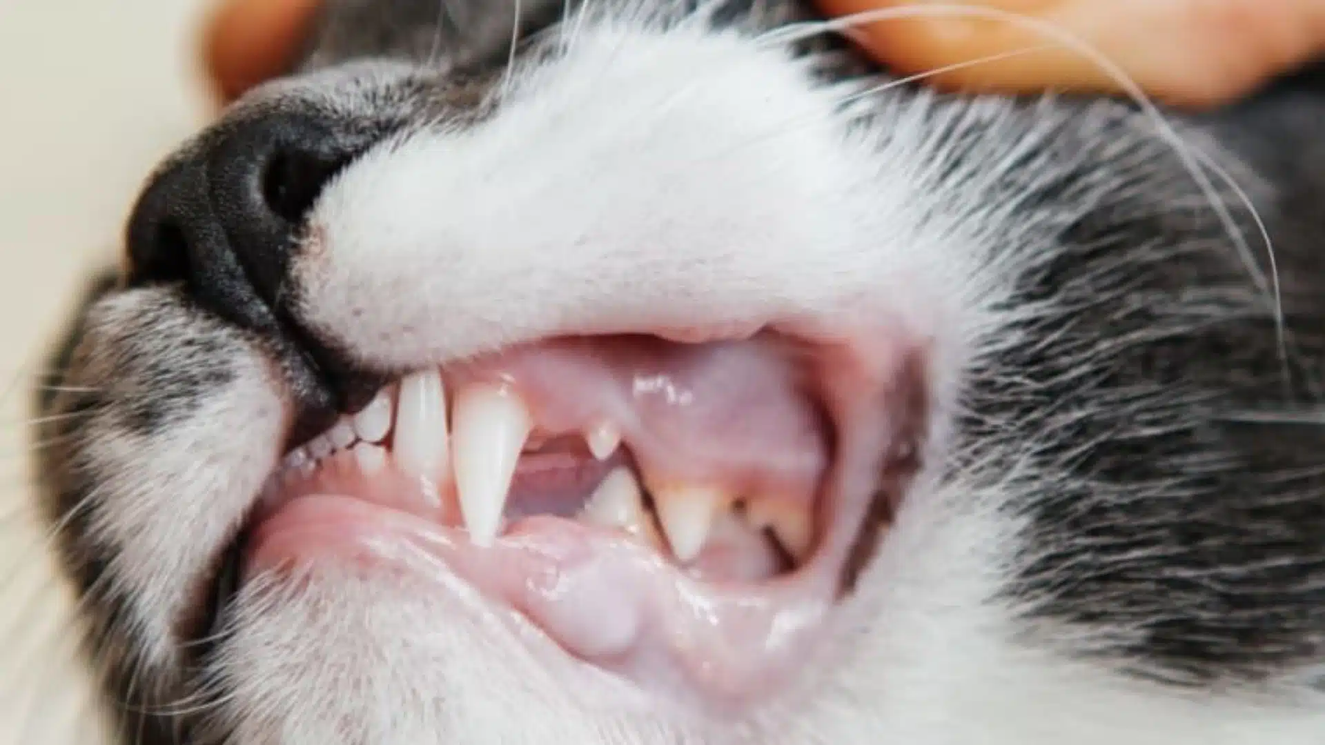 preventing dental issues in cats
