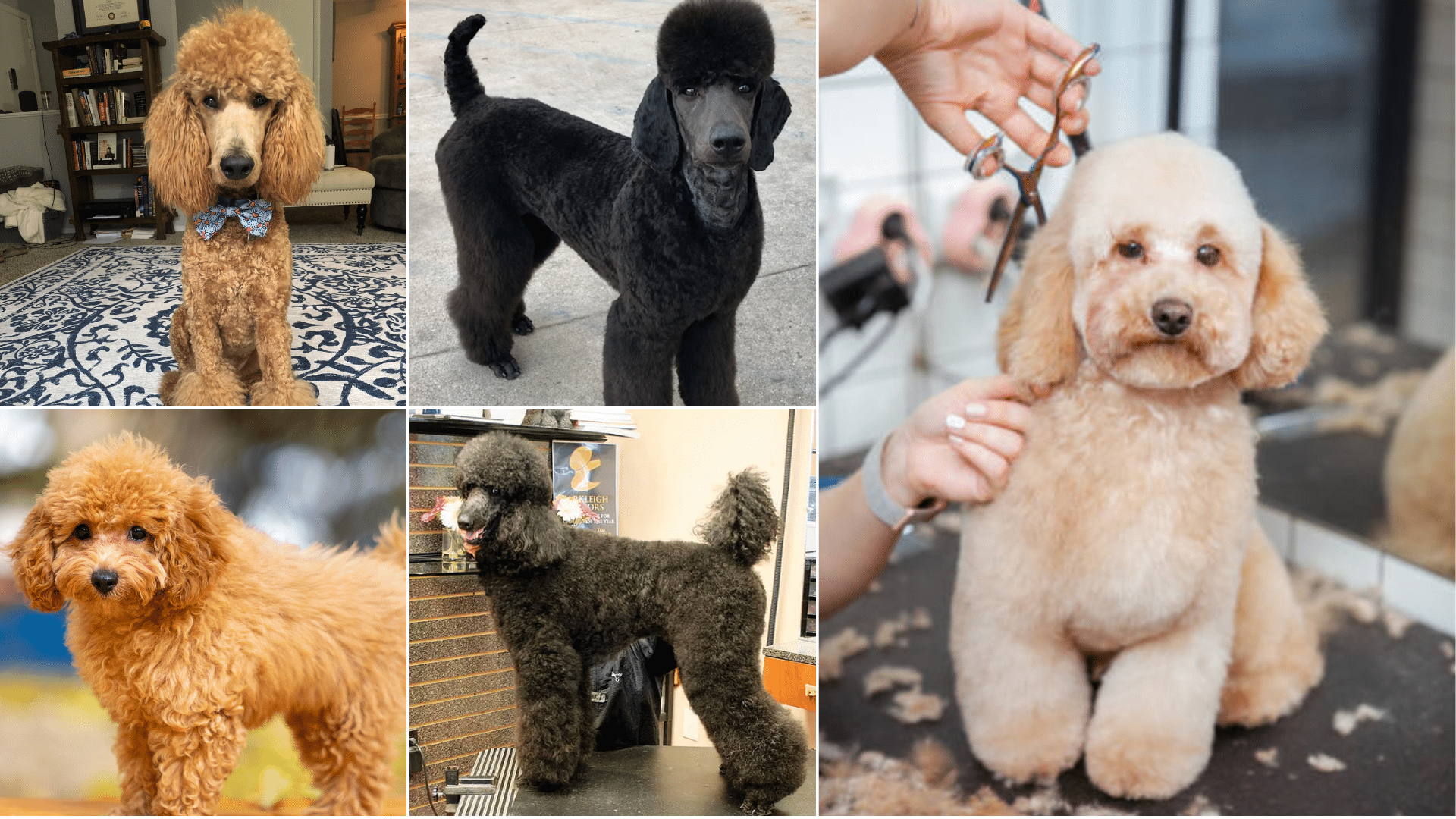 short poodle haircuts